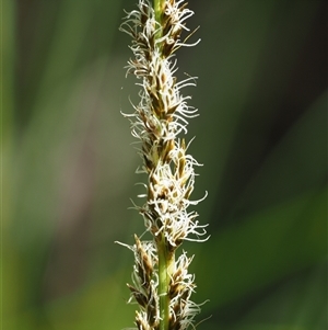 Carex appressa at Uriarra Village, ACT - 3 Oct 2024