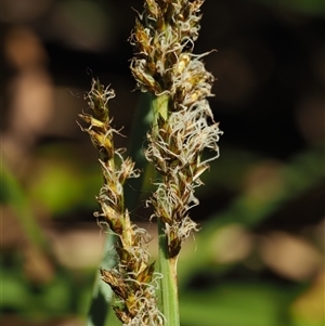 Carex appressa at Uriarra Village, ACT - 3 Oct 2024