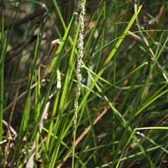 Carex appressa at Uriarra Village, ACT - 3 Oct 2024