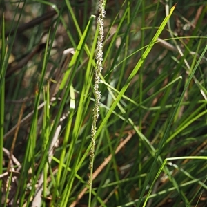 Carex appressa at Uriarra Village, ACT - 3 Oct 2024