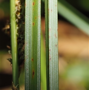 Carex appressa at Uriarra Village, ACT - 3 Oct 2024