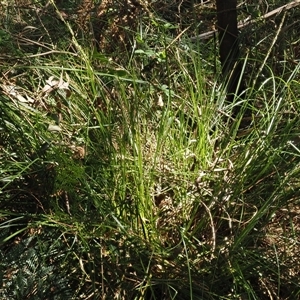 Carex appressa at Uriarra Village, ACT - 3 Oct 2024