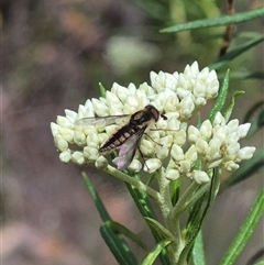 Trichophthalma sp. (genus) (Tangle-vein fly) at Bungendore, NSW - 1 Dec 2024 by clarehoneydove