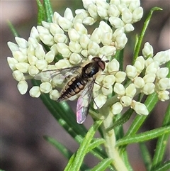 Trichophthalma sp. (genus) at Bungendore, NSW - 1 Dec 2024