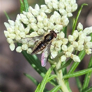 Trichophthalma sp. (genus) at Bungendore, NSW - 1 Dec 2024