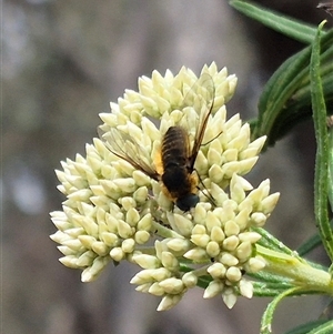Comptosia (genus) at Bungendore, NSW - suppressed