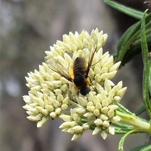 Comptosia sp. (genus) (Unidentified Comptosia bee fly) at Bungendore, NSW by clarehoneydove