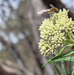 Comptosia sp. (genus) at Bungendore, NSW - suppressed