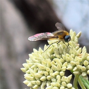 Comptosia sp. (genus) at Bungendore, NSW - suppressed