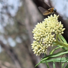 Comptosia sp. (genus) at Bungendore, NSW - suppressed