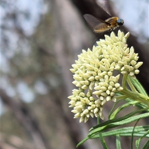 Comptosia (genus) at Bungendore, NSW - suppressed