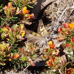 Trapezites phigalia (Heath Ochre) at Bungendore, NSW by clarehoneydove