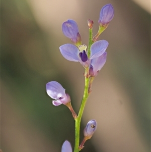 Comesperma volubile (Love Creeper) at Uriarra Village, ACT by KenT