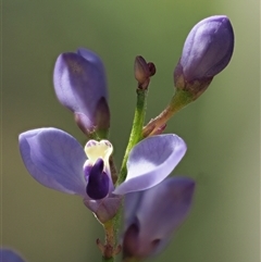 Comesperma volubile at Uriarra Village, ACT - 3 Oct 2024