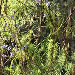 Comesperma volubile at Uriarra Village, ACT - 3 Oct 2024