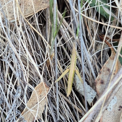 Keyacris scurra (Key's Matchstick Grasshopper) at Bungendore, NSW - 15 Nov 2024 by clarehoneydove