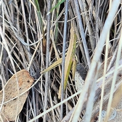 Keyacris scurra at Bungendore, NSW - suppressed