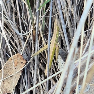 Keyacris scurra at Bungendore, NSW - suppressed