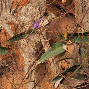 Hardenbergia violacea (False Sarsaparilla) at Uriarra Village, ACT by KenT