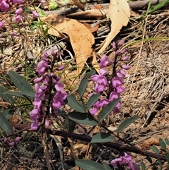 Indigofera australis subsp. australis (Australian Indigo) at Uriarra Village, ACT - 3 Oct 2024 by KenT