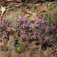 Indigofera australis subsp. australis at Uriarra Village, ACT - 3 Oct 2024