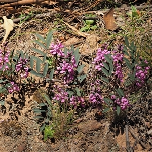 Indigofera australis subsp. australis at Uriarra Village, ACT - 3 Oct 2024