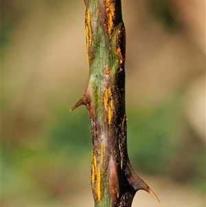 Kuehneola uredinis (A rust fungus) at Uriarra Village, ACT by KenT