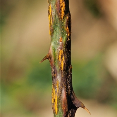 Kuehneola uredinis (A rust fungus) at Uriarra Village, ACT - 3 Oct 2024 by KenT