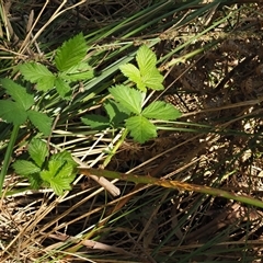 Kuehneola uredinis at Uriarra Village, ACT - 3 Oct 2024 11:44 AM