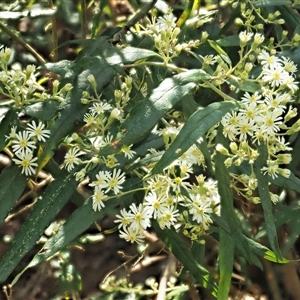 Olearia lirata (Snowy Daisybush) at Uriarra Village, ACT by KenT