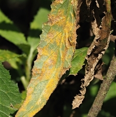 Puccinia lagenophorae (A rust) at Uriarra Village, ACT - 3 Oct 2024 by KenT