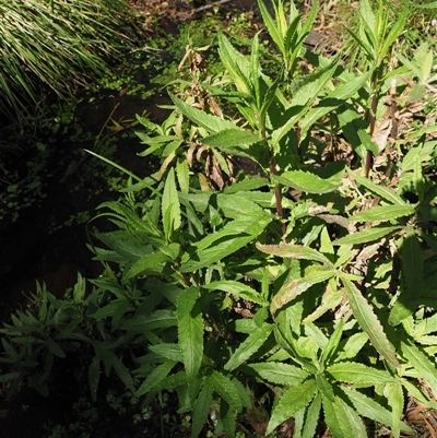 Senecio minimus (Shrubby Fireweed) at Uriarra Village, ACT - 3 Oct 2024 by KenT