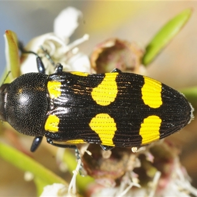 Castiarina australasiae (A jewel beetle) at Jerrabomberra, NSW - 3 Dec 2024 by Harrisi