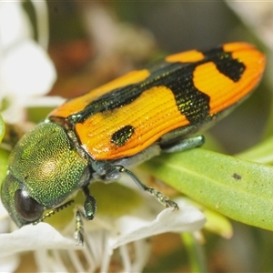 Castiarina scalaris at Jerrabomberra, NSW - 3 Dec 2024 01:58 PM