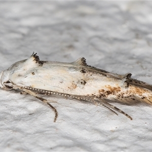 Leptozestis and Trachydora (genera) at Melba, ACT - 28 Nov 2024 11:38 PM