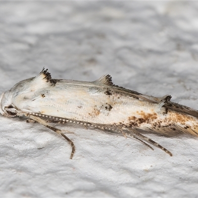 Leptozestis and Trachydora (genera) (A cosmet moth) at Melba, ACT - 28 Nov 2024 by kasiaaus