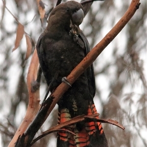 Calyptorhynchus lathami lathami (Glossy Black-Cockatoo) at Bundanoon, NSW by GITM1