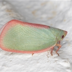 Colgar sp. (genus) (Pink Planthopper) at Melba, ACT - 28 Nov 2024 by kasiaaus