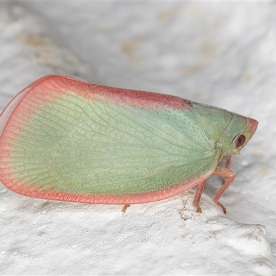 Colgar sp. (genus) (Pink Planthopper) at Melba, ACT - 28 Nov 2024 by kasiaaus