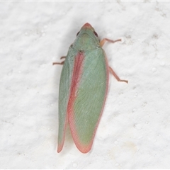 Colgar sp. (genus) at Melba, ACT - 28 Nov 2024 11:39 PM