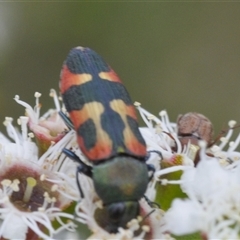 Castiarina sexplagiata (Jewel beetle) at Jerrabomberra, NSW - 3 Dec 2024 by Harrisi