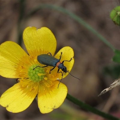 Chauliognathus lugubris (Plague Soldier Beetle) at Dry Plain, NSW - 11 Dec 2023 by AndyRoo