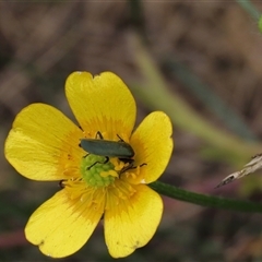 Ranunculus lappaceus (Australian Buttercup) at Dry Plain, NSW - 11 Dec 2023 by AndyRoo