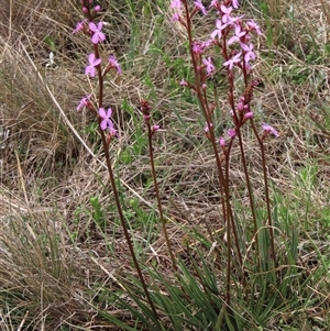 Stylidium cf. montanum at Dry Plain, NSW - 11 Dec 2023 12:06 PM