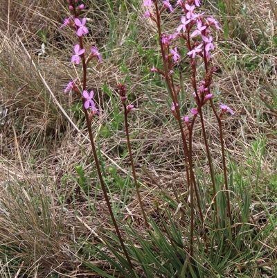 Stylidium cf. montanum (confer with alpine trigger-plant) at Dry Plain, NSW - 11 Dec 2023 by AndyRoo