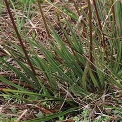 Stylidium cf. montanum at Dry Plain, NSW - 11 Dec 2023 12:06 PM