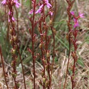 Stylidium cf. montanum at Dry Plain, NSW - 11 Dec 2023