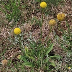 Craspedia variabilis (Common Billy Buttons) at Dry Plain, NSW - 11 Dec 2023 by AndyRoo