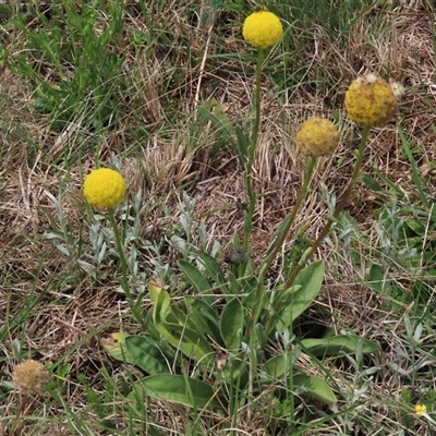 Craspedia variabilis (Common Billy Buttons) at Dry Plain, NSW - 11 Dec 2023 by AndyRoo