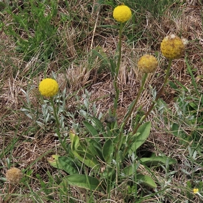 Craspedia variabilis (Common Billy Buttons) at Dry Plain, NSW - 11 Dec 2023 by AndyRoo